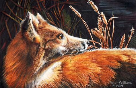 For Fox Sake by Peter Williams For Fox Sake, Fox Sake, Wildlife Artists, Fox Print, Cat Person, Wildlife Art, Still Life Painting, Pencil Drawing, Artist At Work