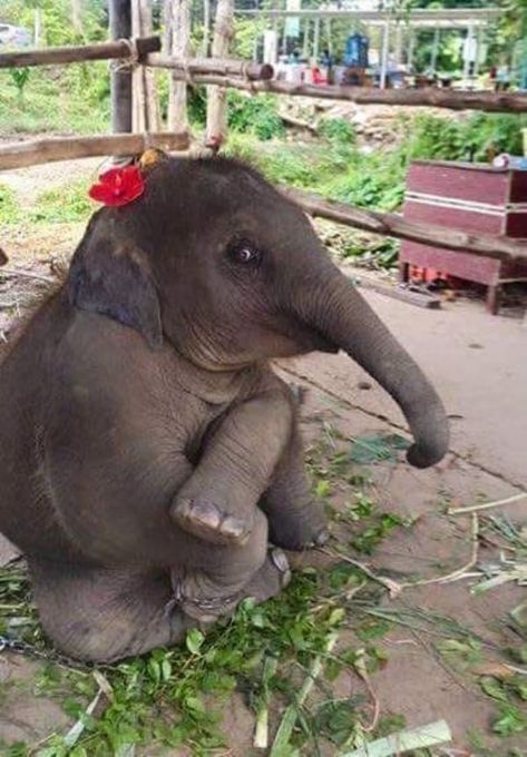 35 Pictures Of Baby Elephants Enjoying Their Moments Baby Elephant Wallpaper, Elephant Facts For Kids, Elephant Quotes, Elephant Facts, Elephant Wallpaper, Elephant Pictures, Elephant Drawing, Elephant Lover, Elephant Love