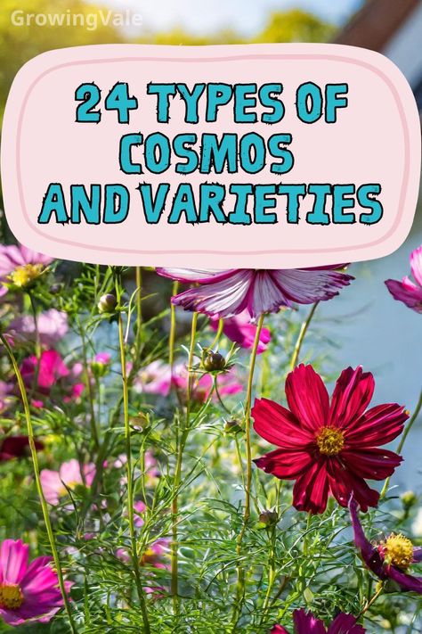 Types of Cosmos Types Of Cosmos Flowers, Cosmos Planting Ideas, Cosmos Sulphureus, Cosmos Bipinnatus, Cosmos Flowers, Types Of Flowers, Have You Tried, You Tried, Different Types