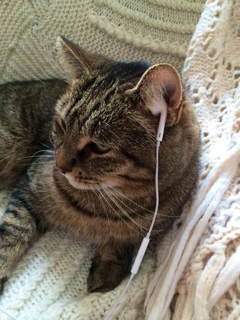 Wow my cat really loves listening to music on my iPod!! Cat With Earbuds, Cat Music Aesthetic, Cat Listening To Music Aesthetic, Cat Listening To Music, Cat Headphones, Cat Music, Ugly Cat, Ouzo, Cat Flowers