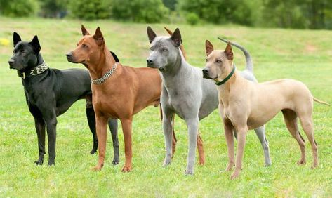 15 Interesting Facts About Thai Ridgebacks | Page 2 of 3 | PetPress Thai Ridgeback, Akc Breeds, Hairless Dog, Dog Quotes Love, Rare Dogs, African Wild Dog, Doberman Dogs, Purebred Dogs, Modern Dog