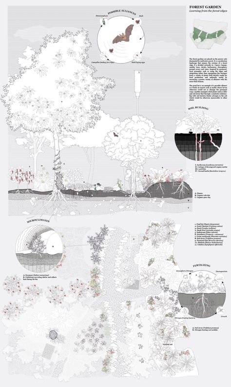 The forest garden typology Wildfire Landscape Design, Tree Analysis Architecture, Landscape Analysis Diagram, Planting Plan Landscape Architecture, Landscape Concept Diagram, Forest Landscape Architecture, Landscape Section, Landscape Architecture Section, Typology Architecture