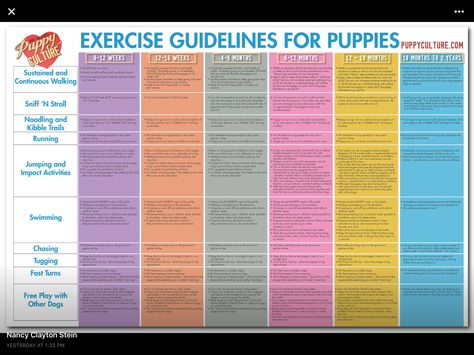 Exercise guide for puppies Puppy Culture, Exercise Poster, Puppy Schedule, Puppy Training Schedule, Puppy Room, Puppy Pads Training, House Training Puppies, Puppy House, Dog School