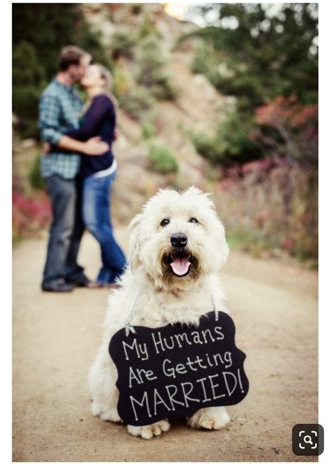 Save The Date Dog Ideas, Dog Engagement Pictures Signs, Engagement Photo Sign Ideas, Save The Date With Dogs Ideas, Engagement Signs For Pictures, Save The Dates With Dogs, Save The Date Sign, Save The Date Photo Ideas With Dog, Save The Date Ideas With Dog