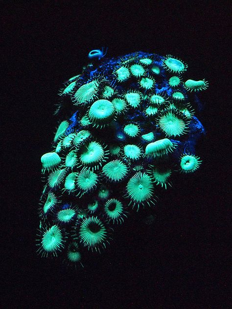 Bioluminescent Corals | by Charlene-SJ Bioluminescent Animals, Underwater Plants, Giant Clam, Electric Forest, Deep Sea Creatures, Fantasy Forest, Rare Animals, Biome, Sealife