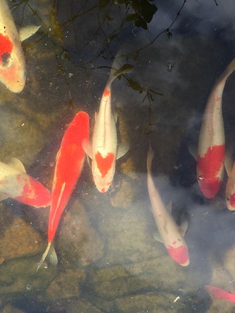 Aesthetic Koi Pond, Koi Fish Pfp Aesthetic, Pond Fish Drawing, Coi Fish Aesthetic, Coy Fish Aesthetic, Koi Fish Real, Koi Fish Pfp, Coy Fish Pond, Koi Fish Icon