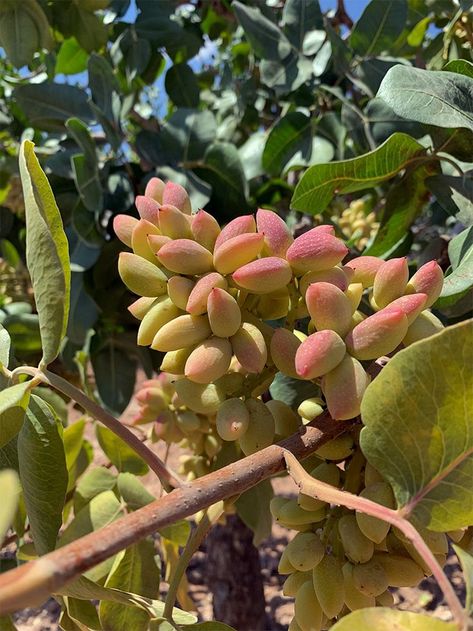 Pistachios are not true botanical nuts. In fact, they’re the edible seed of the pistachio tree fruit. However, like many other seeds, they’re still considered a nut for culinary purposes. Pistachio Tree, Pistachio Nut, Nut Trees, Pistachio Butter, Edible Seeds, Pistachios Nuts, Pistachio, Nuts, Soil