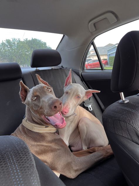 White Doberman Puppy, Blonde Doberman, Light Doberman, Fawn Doberman, White Doberman, White Doberman Pinscher, Doberman Colors, European Doberman, Doberman Mix