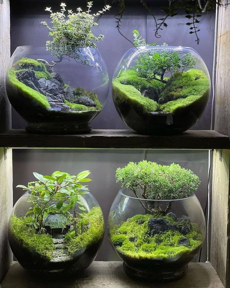 Moss Terrarium Ideas, Terrarium Ideas Unique, Terrariums Ideas, Moss Ideas, Moss Carpet, Best Terrarium Plants, Cozy Cubicle, Closed Terrarium Plants, Blob Mirror