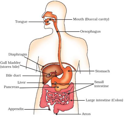 Notes of Ch 6 Life Process Part-I| Class 10th Science « Study Rankers Stomach Diagram, Digestive System For Kids, Digestive System Diagram, Digestive System Anatomy, Human Respiratory System, Biology Diagrams, Notes Life, Human Digestive System, Sistem Pencernaan