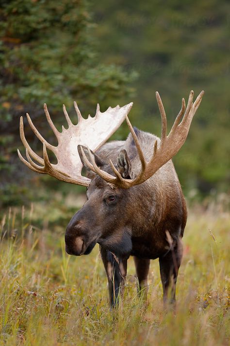 A large Alaskan bull moose Moose Pics, Moose Painting, Moose Pictures, Moose Hunting, Moose Deer, North American Animals, Deer Species, Wild Animals Photography, Bull Moose