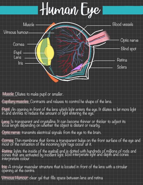 Human Eye Notes Grade 10 Lessons, Eye Biology Notes, Life Science Grade 12 Notes, Physics Notes Grade 10, Human Eye Class 10 Notes, Science Diagrams Biology, Grade 10 Biology Notes, Life Science Notes Grade 10, Life Sciences Study Notes Grade 12