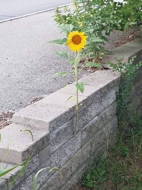 🌻 STREET ART UTOPIA 🌻 on Twitter: "#StandWithUkraine… " Sidewalk Drawing, Flower Growing, Street Art Utopia, Sunflower Drawing, Stand With Ukraine, Sunflower Bouquets, Good For Her, Charity Organizations, I Stand