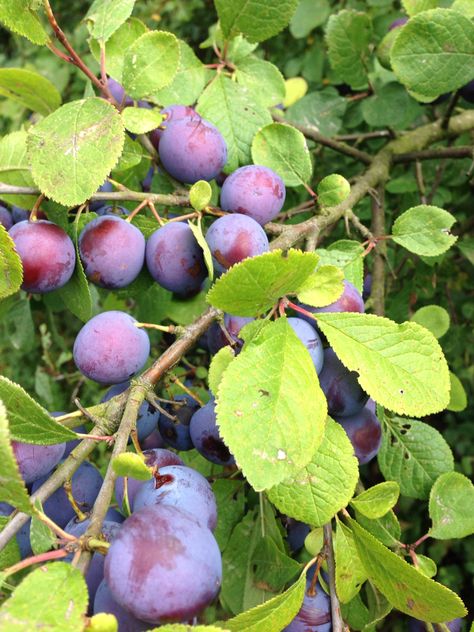 Hedgerow Ideas, Wild Plum, Food Hub, Tasty Foods, Beautiful Fruits, Little Garden, Green Space, Fruits And Vegetables, Gardening Tips