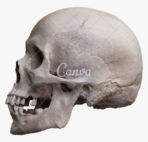 Skull Side View, Halloween Photo Frames, Skull Anatomy, Skull Reference, Skull Sketch, Real Skull, Skull Sleeve, Girl Skull, Desenho Tattoo