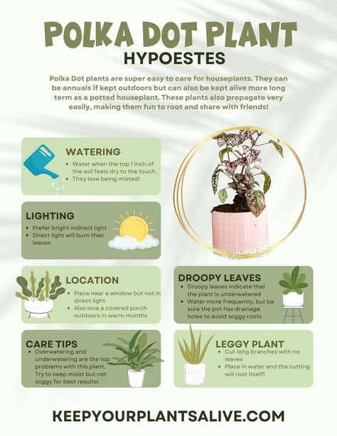 How To Propagate Polka Dot Plant, Polka Dot Plants, Polka Dot Plant Terrarium, Hypoestes Plant Care, Polka Dot Plant Propagation, Hypoestes Plant, Polka Dot Plant Care, Pink House Plants, Preppy Plants