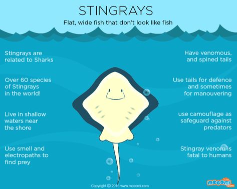 Stingray Activities, Stingray Quotes, Stingray Facts, Stingray Symbolism, Facts About Ocean, Animal Facts For Kids, Stingray Fish, Ocean Projects, Fun Facts For Kids