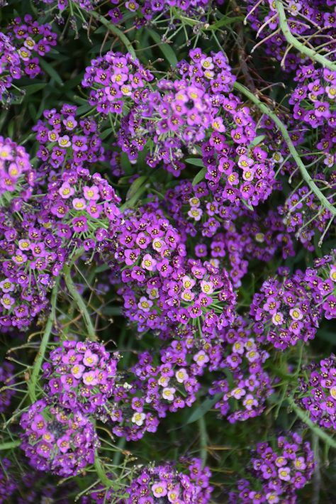 Alyssum Flower, Alyssum Flowers Landscaping, Sweet Allysum Plants, Sweet Alyssum Flower Tattoo, Sweet Alyssum, Alyssum Flowers, Garden Border Edging, Dark Purple Flowers, Alpine Garden