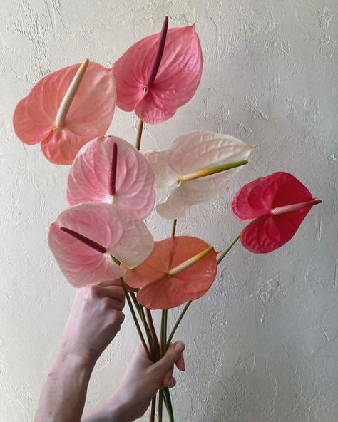 Pink Anthurium Arrangement, Coral Aesthetic Color, Pink Anthurium Bouquet, Anthurium Wedding Bouquet, Pink And Red Aesthetic, Anthurium Arrangement, Anthurium Bouquet, Pretty Shades Of Pink, Pink Anthurium