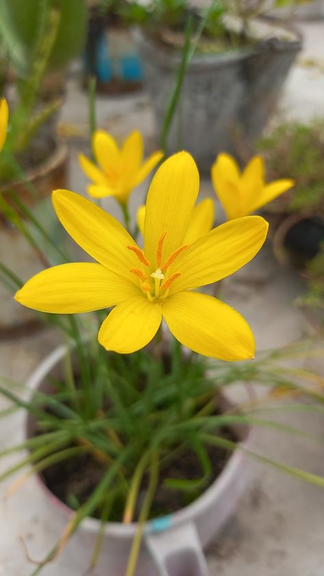 Rain Lily Flower, Rain Lilly, Yellow Flowers Aesthetic, Flower Planting Guide, Sun Tan Removal, Glowing Skin At Home, Beautiful Flower Quotes, Pretty Flowers Photography, Home Snap