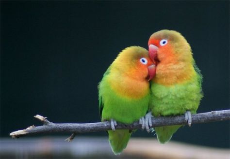 Lovebirds choose their partners when they are two months old. After that, they will become virtually inseparable, cuddling together whenever they can. Romantic Animals, Burung Beo, Birds For Sale, Talking Parrots, African Love, Hijau Mint, Bird Wallpaper, Bird Pictures, Exotic Birds