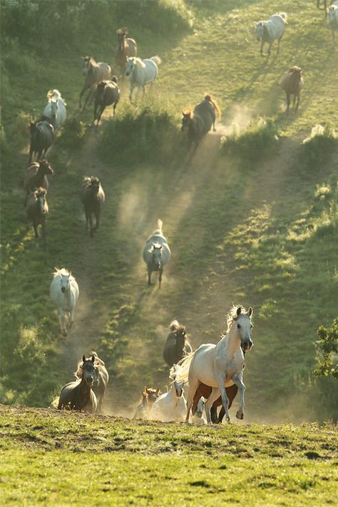 wild horses Cai Arabi, Ahal Teke, Cai Sălbatici, Horses Running, Matka Natura, Animale Rare, Majestic Horse, All The Pretty Horses, Horse Crazy