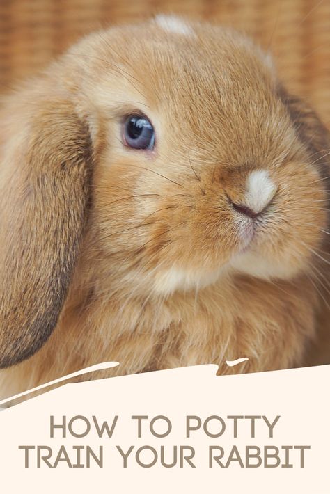 Bunny Tips, Bunny Care Tips, Bunny Things, Pet Rabbit Care, Bunny Care, Potty Training Tips, Rabbit Care, Pet Rabbit, Baby Bunnies