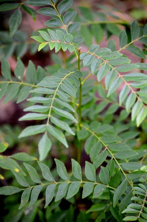 Curry Leaf (Murraya koenigii) Tropical Fruit Trees, Curry Leaf Plant, Goat Shed, Curry Leaf, Edible Landscape, Vegetable Shop, Leaf Plant, Edible Landscaping, Food Forest