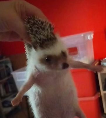 Unique Pets, Funny Hedgehog, A Hedgehog, I Cant, Habitat, Funny, Twitter