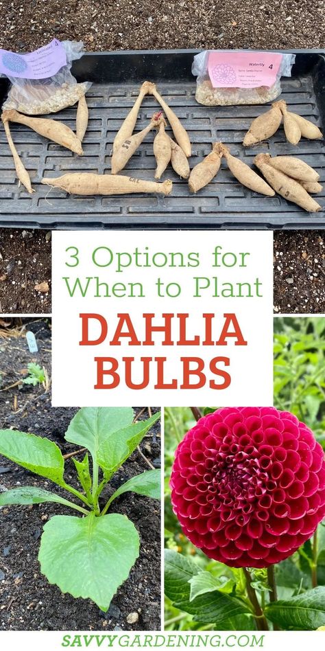 When To Plant Dahlias, How To Grow Daliah Flower, Dahlia Flower Planting, When To Plant Dahlia Tubers, Growing Dahlias Zone 6, What Bulbs To Plant In Fall, Flower Bulbs To Plant In Spring, Dahlia Flower Garden Landscapes, How To Care For Dahlias