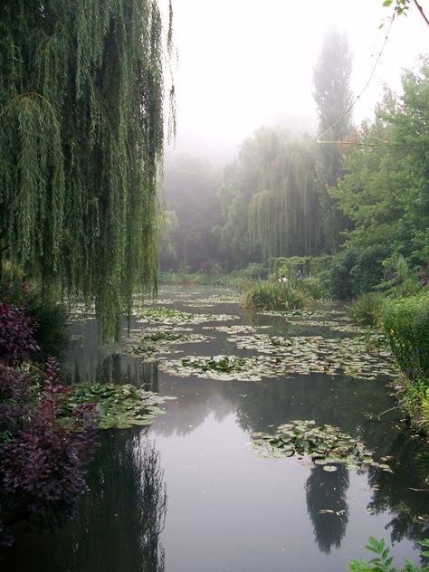 Willow Garden, Weeping Willow Tree, Weeping Willow, Night Scenery, Willow Tree, English Countryside, Nature Aesthetic, Water Lilies, Green Aesthetic