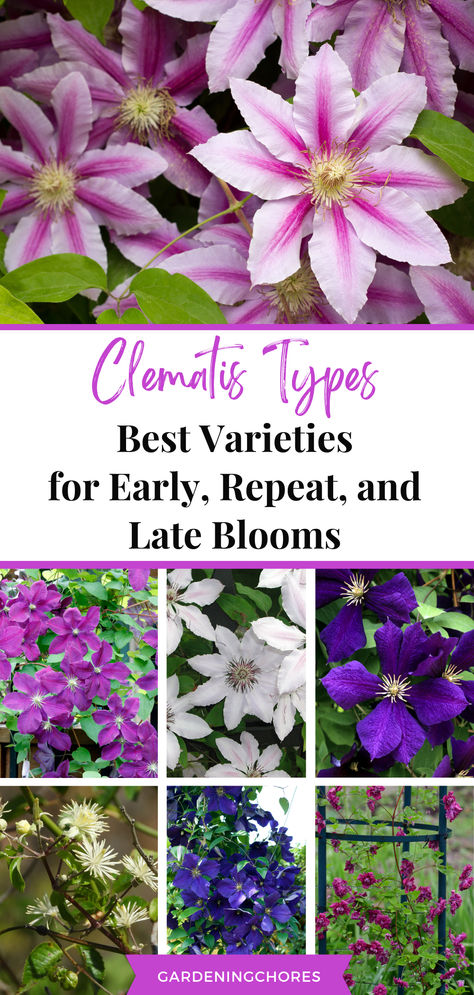 All In One Clematis Guide: Must Read Before You Plant! Clematis Landscaping Ideas, Types Of Clematis Plants, Clematis On Fence, Clematis Colors, Clematis Trellis Ideas, Clematis Ideas, Driveway Wall, Clematis Plant, Growing Clematis