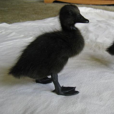 Little, check. Black, check. Black Indian Runner Ducks, Black Duck Aesthetic, Black Duckling, Funny Ducks, Runner Ducks, Duck Pictures, Duck Wallpaper, Black Duck, Cute Ducklings