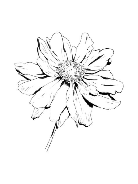 Hur Man Ritar Blommor, Zentangle Flowers, Flower Line Drawings, White Drawing, Tattoo Sketch, Flower Sketches, Hur Man Målar, Plant Drawing, Trendy Flowers