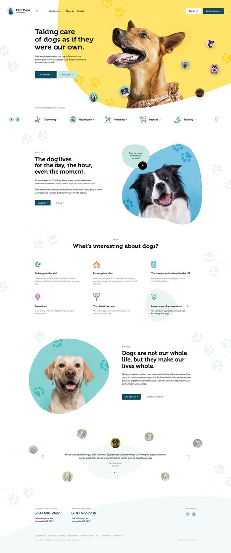 Pet Websites, Layout Site, Pet Branding, Ui Design Website, Webpage Design, Custom Website Design, Website Design Layout, Web Inspiration, Ui Design Inspiration