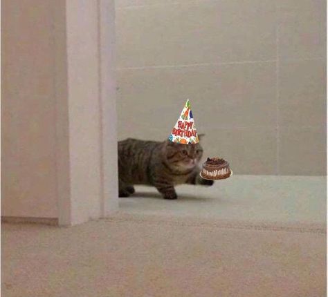 Silly Happy Birthday, Cat Birthday Funny, Bd Design, Happy Birthday Icons, Happy Birthday Illustration, Birthday Icon, Great Memes, Happy Birthday Meme, Happy Birthday Pictures