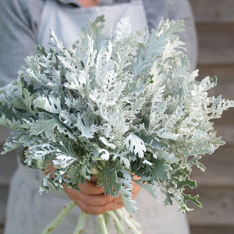 Candicans Dusty Miller Plant, Dusty Miller Bouquet, Plant Architecture, Cut Garden, Silver Plant, Elegant Bouquet, Dusty Miller, Plant Spacing, Favorite Flower