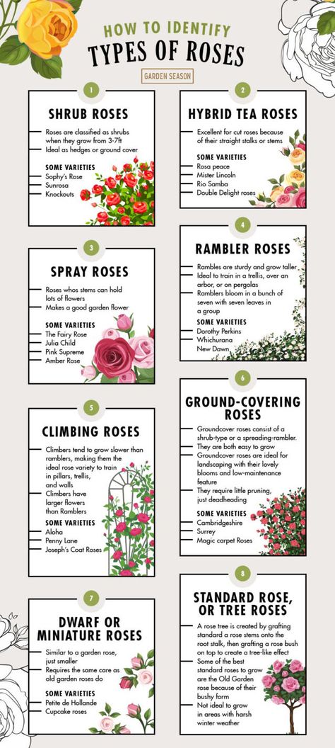 How to Identify Types of Roses | Garden Season Tips: How to Identify Rose Variety Like a Flower Expert | Do you know how to identify rose variety? The rose is one big plant family. The third-largest in the plant world, to be exact. And identifying one isn’t the easiest of tasks. You can choose to plant one rose type or have different kinds in your garden. #roses #rosemonth #rosevariety Greenhouse Herbs, Planters Landscaping, Rose Plant Care, Planting Garden, Plants Balcony, Bush Garden, Gardening Planting, Rose Garden Design, Rose Tree