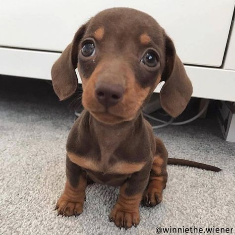 Happy Wiener Dog Wednesday 😊 . . . ? Weiner Dog Puppies, Daschund Puppies, Puppy Dog Pictures, Baby Dachshund, Dachshund Puppies For Sale, Dachshund Puppy Miniature, Dapple Dachshund, Miniature Dachshund, Weenie Dogs