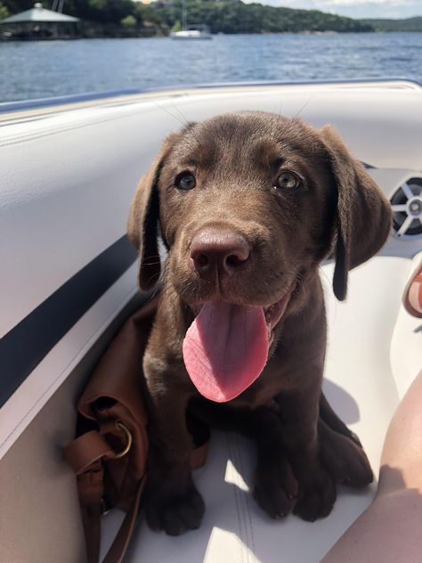 Brown Lab Aesthetic, Chocolate Lab Puppy Aesthetic, Brown Lab, Tongue Out Tuesday, Chocolate Lab Puppies, Chocolate Labs, Cute Little Puppies, Lab Puppies, Labrador Puppy