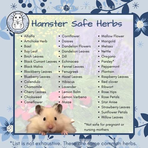 Hamster Food Ideas, Hamster Hacks, Hamster Cage Ideas Diy, Big Hamster Cages, Hamster Cage Ideas, Hamster Diet, Rat Care, Hamster Stuff, Hamster Diy