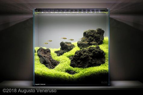 Aquascape Mini, Mini Aquascape, 30 Gallon Fish Tank, Tank Terrarium, Biotope Aquarium, Fish Tank Terrarium, Aquascape Design, Aquatic Garden, Nano Aquarium