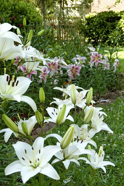 Front garden lilies, via Flickr. Lilies In The Garden, Lilies In Garden, Lilly Garden Ideas, Lily Garden Ideas, Lily In Garden, Lilly Flower Aesthetic, Lillie Flower, Lillys Flowers, Garden Lilies