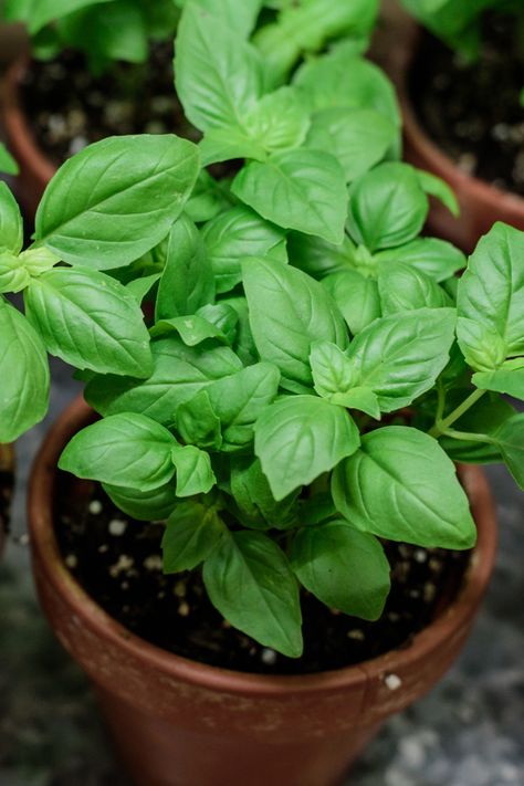 How To Plant Basil In A Pot, Basil Plants In Pots, How To Grow Basil In A Pot, How To Grow Basil, Growing Basil Outdoors, Basil In Pots, Basil Pot, Basil Plant Care, Basil Plant Indoors