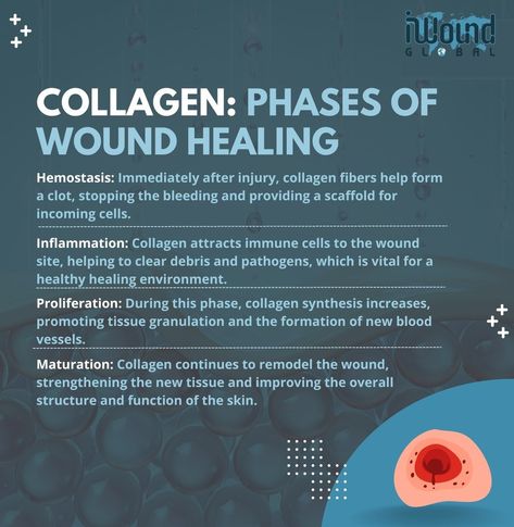 The Role of Collagen in Wound Healing Phases Did you know that collagen plays a crucial role in all phases of wound healing? Utilizing collagen-based wound care products can enhance each phase of healing, leading to faster and more effective recovery! #WoundHealing #Collagen #HealingPhases #AdvancedWoundCare #TissueRegeneration Wound Healing Nursing, Nursing School Organization, Collagen Fibers, Structure And Function, Wound Care, Wound Healing, School Organization, Blood Vessels, Nursing School