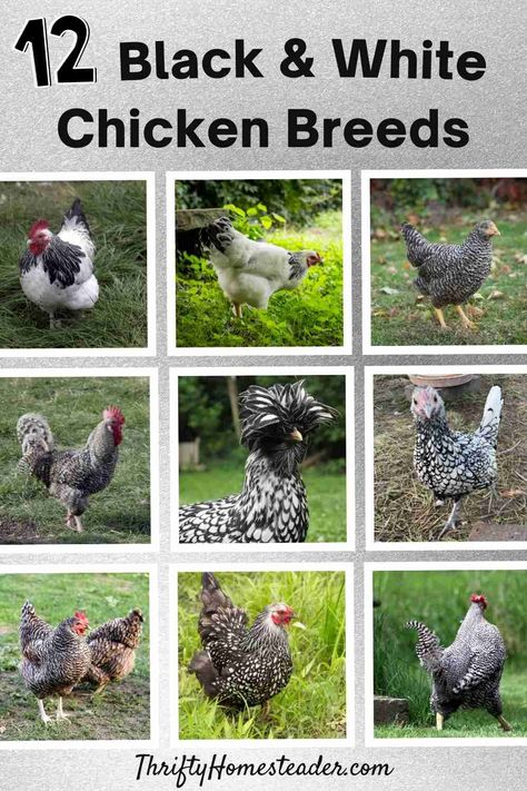 Grey Chicken Breeds, Americana Chickens Hens, White Chicken Breeds, Polish Chickens Breed, Americana Chickens, Chicken Breeds Chart, Black And White Chicken, Chicken Math, Black And White Chickens