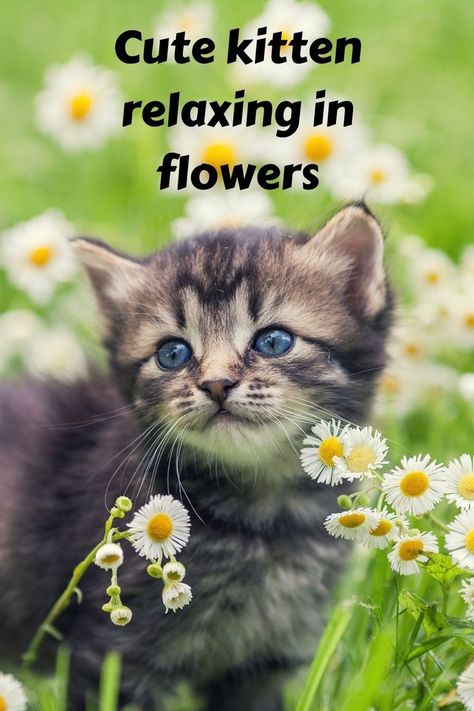 Here you can see a cute kitten is Relaxing in Flowers. cutes animals kidsing animals baby animals anime baby stufanimals animals qoutesf. Pallas Cat Kittens, Cute Cat Names Female Unique, Female Kitten Names Unique, Unique Cat Names Aesthetic, Cottagecore Cat Names, Cat Name Ideas Unique, Nature Names For Pets, Cute Names For Kittens, Pretty Cat Names