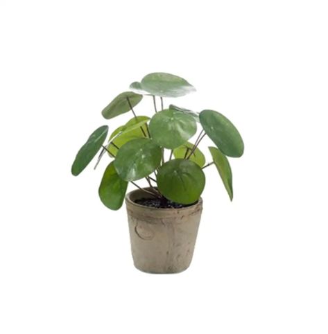 Rustic Terracotta Pots, Ficus Pumila, Chinese Money Plant, Artificial Potted Plants, Plastic Planters, Artificial Leaf, Money Trees, Png Icons, Decorative Pots