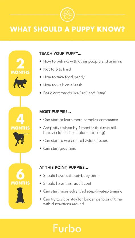 Puppy Guide, Puppy Training Guide, Puppy Schedule, Dog Camera, Puppy Development, Puppy Tips, Brain Games For Dogs, Puppies Tips, Puppy Proofing