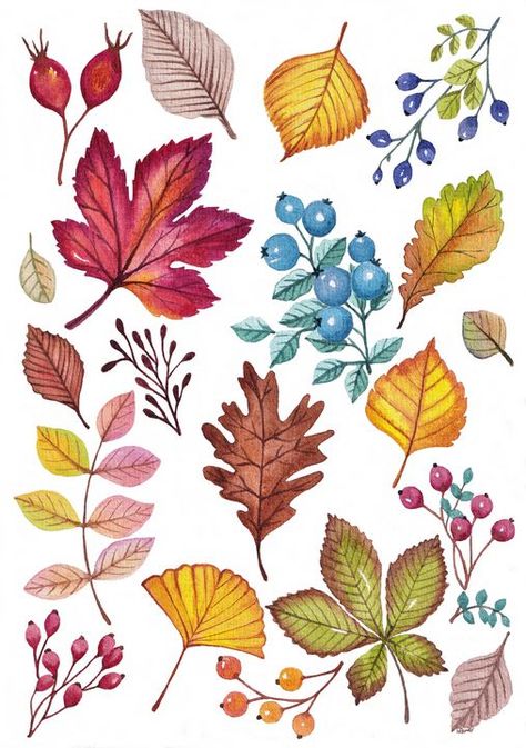 Autumn Berries Illustration, Leaves Autumn Drawing, Fall Leaves And Flowers, Autumn Plants Illustration, Autumn Foliage Illustration, Fall Flowers Illustration, Fall Floral Illustration, Autumn Flowers Watercolor, How To Draw Autumn Leaves